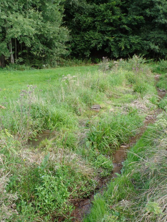 Mehrere Becken entlang eines Bachlaufs am Waldrand