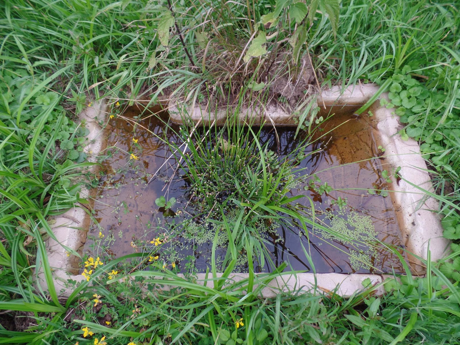 Eingewachsenes Laichbecken von oben, mit Wasser und einem Grasbüschel in der Mitte
