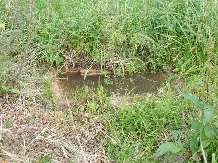 Eingewachsenes Becken in einer feuchten Wiese
