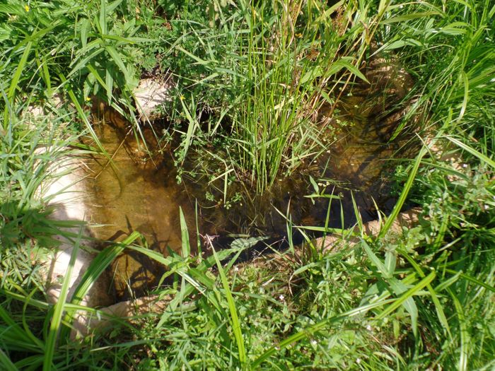Becken, fast ganz von Gras überwachsen