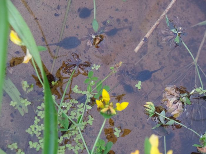 Kaulquappen unter einer gelben Hornkleeblüte
