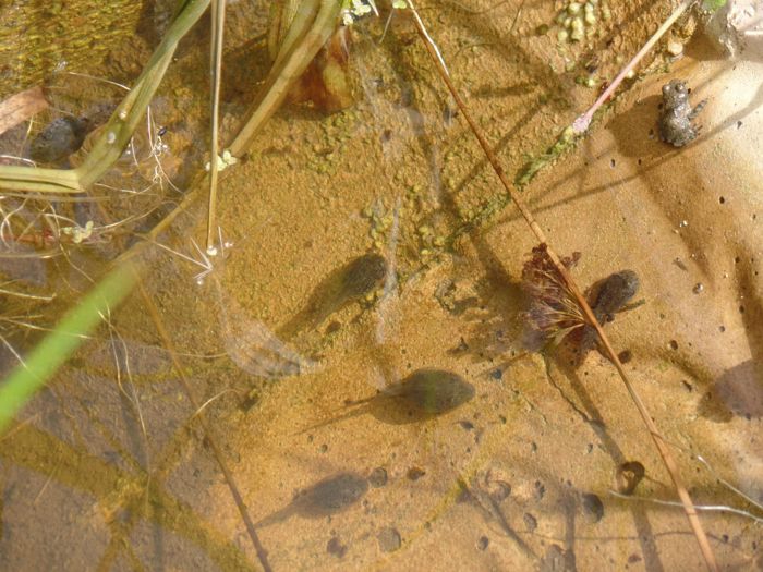 Kaulquappen und eine frisch verwandelte Jungunke im Becken