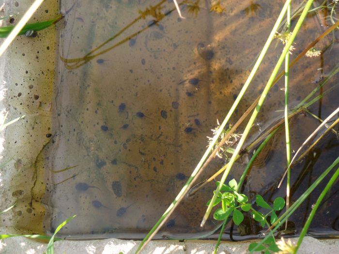 Viele Kaulquappen im klaren Wasser