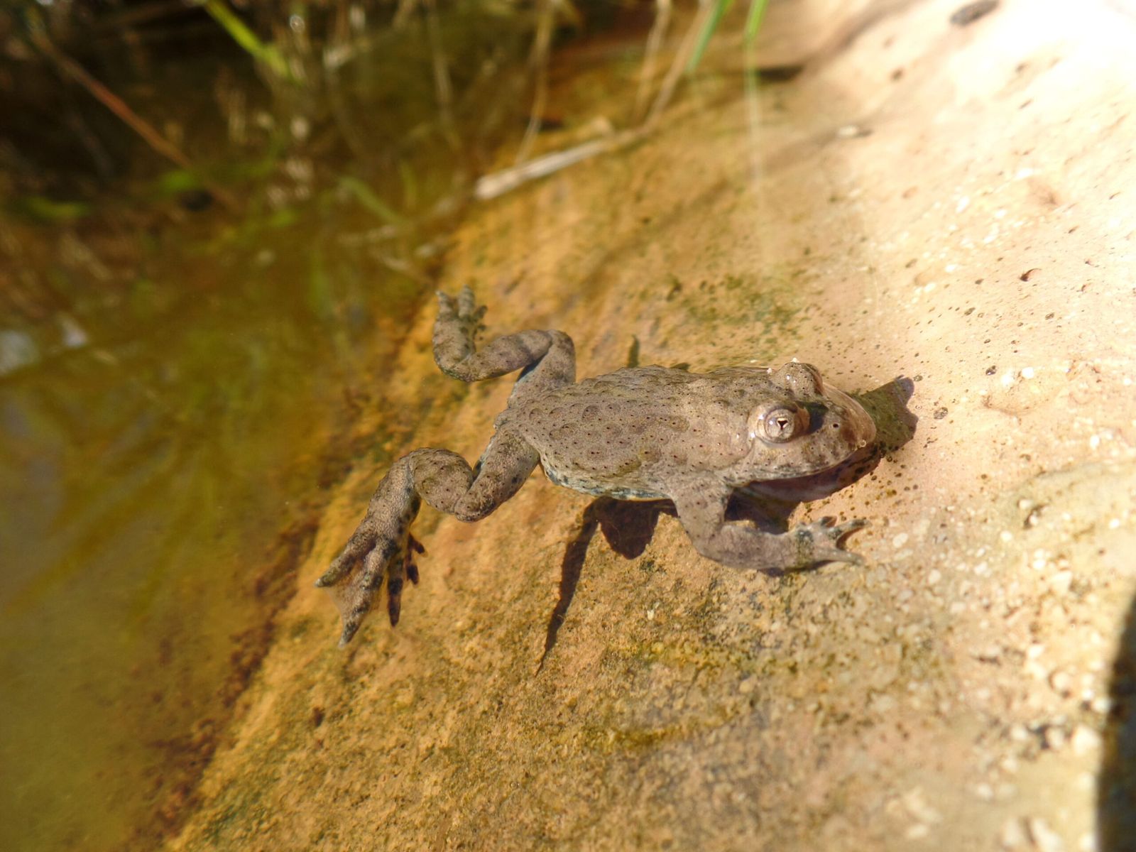 Gelbbauchunke im flachen Wasser am Rand eines Laichbeckens
