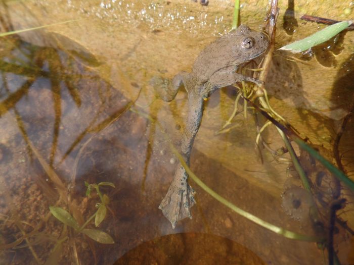 Gelbbauchunke hält sich an einem Halm im Becken fest