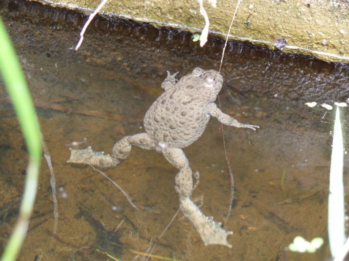 Gelbbauchunke schwimmt an der Wasseroberfläche
