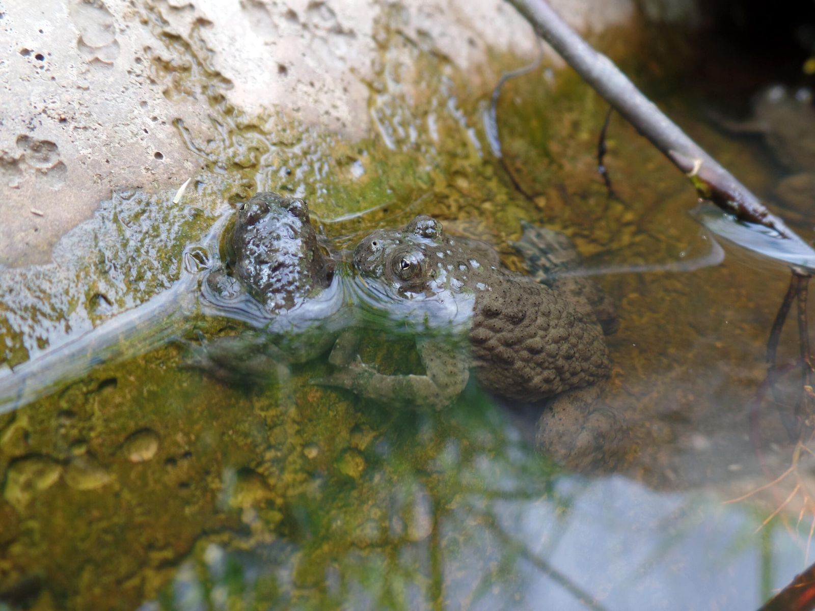 Zwei Gelbbauchunken im Wasser an der Beckenwand
