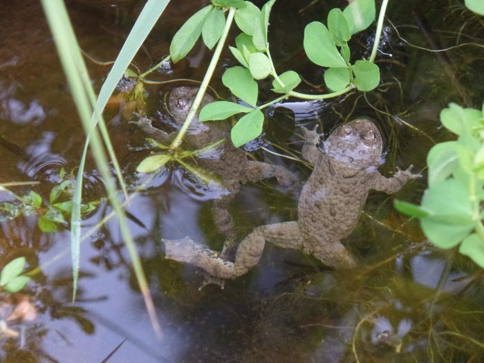 Zwei Gelbbauchunken zwischen Klee im Becken